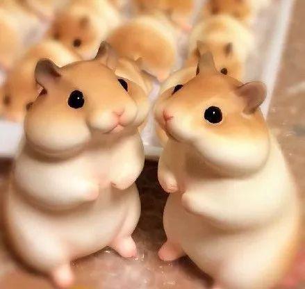 娱乐吃瓜酱当仓鼠店老板